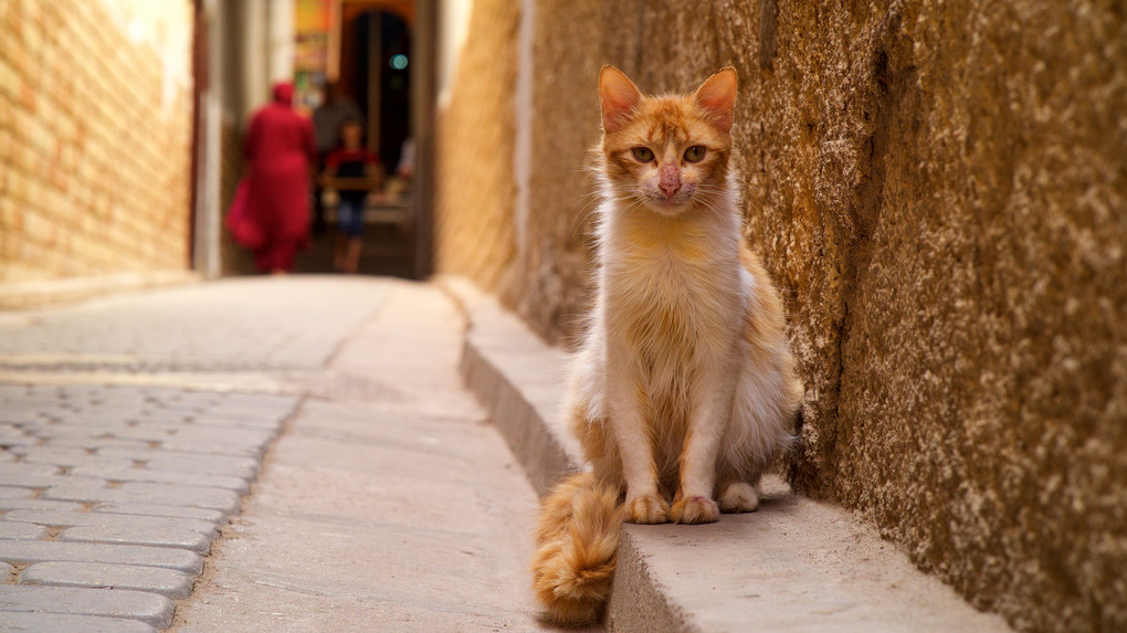 モロッコでネコ歩き６