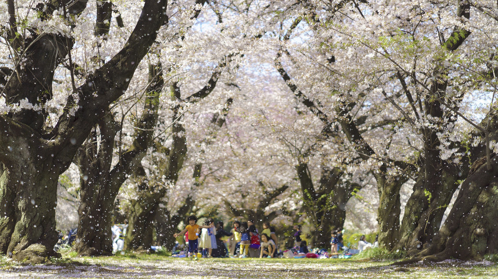 桜吹雪の園１