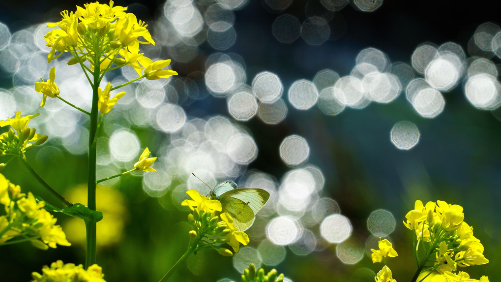 水辺の菜の花