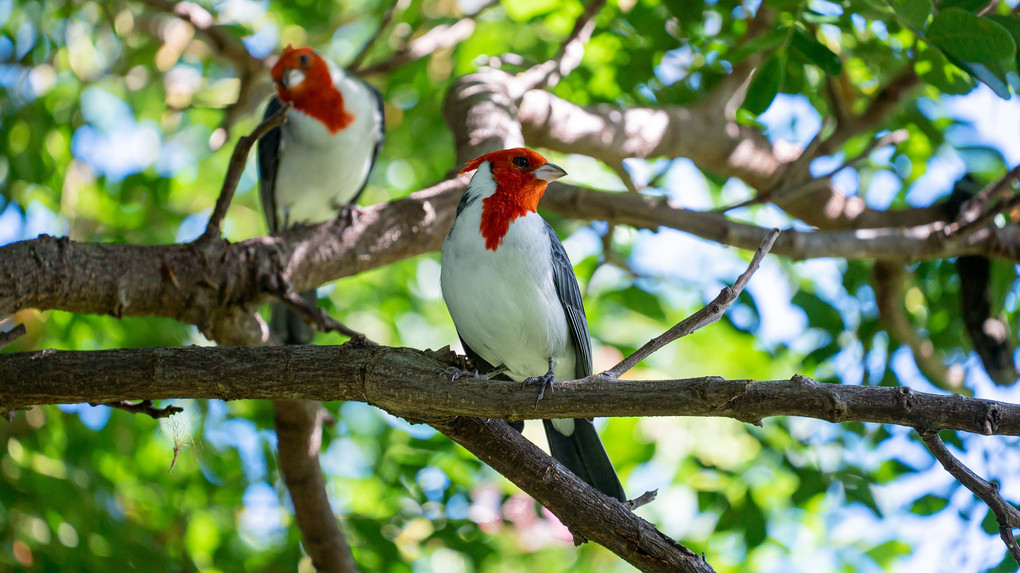 紅冠鳥（オアフ島、Moanalua Gardens）