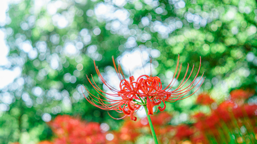 彼岸花（葛飾区、水元公園ほか）