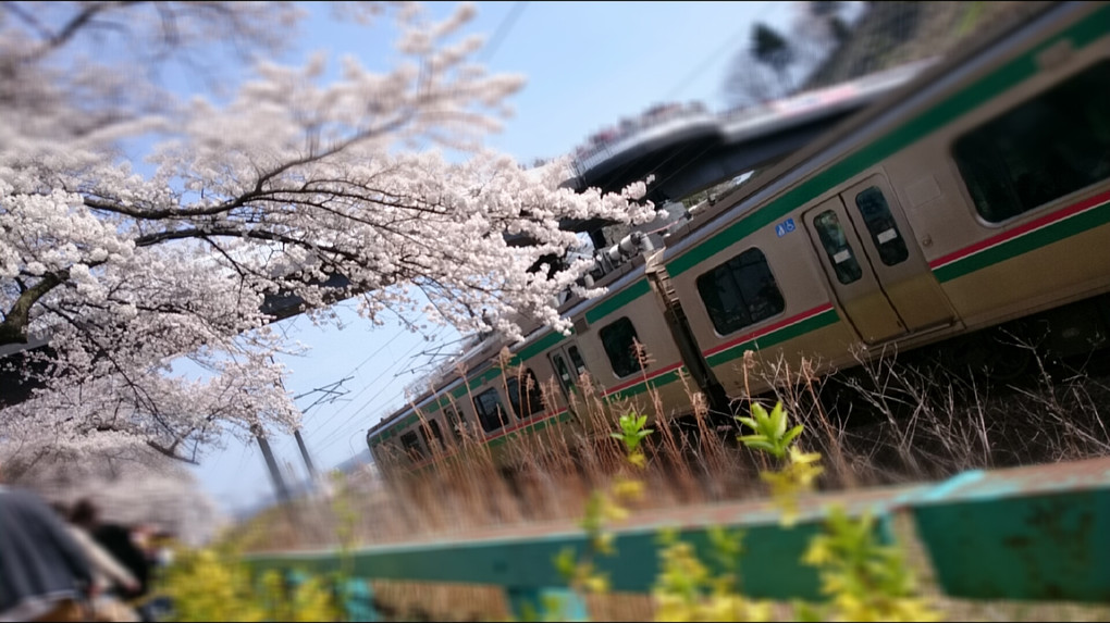 桜の中を抜けて