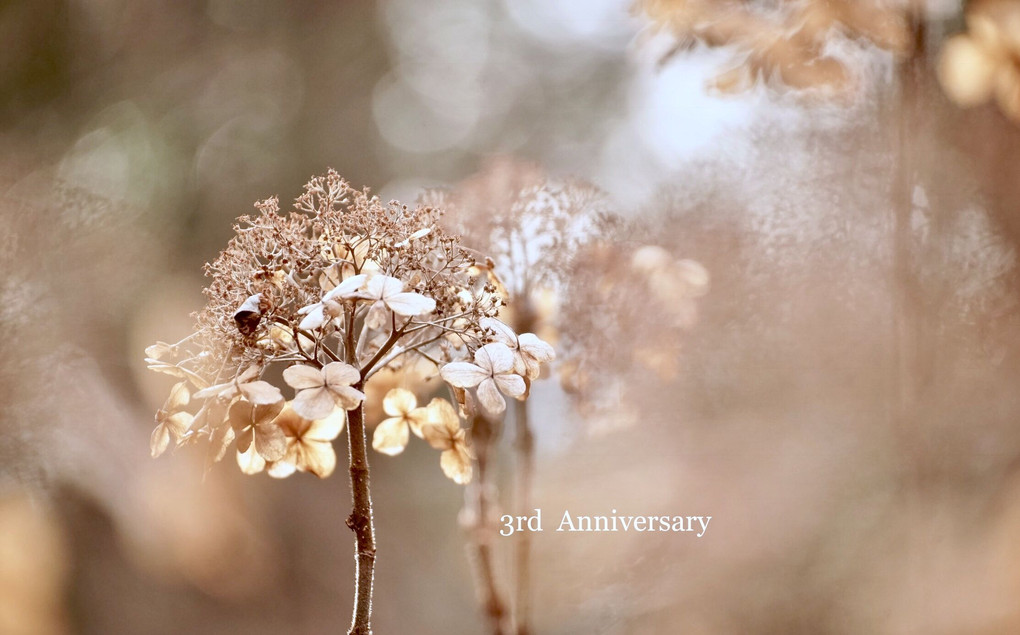 *冬の陽*  ＂3rd Anniversary＂ 