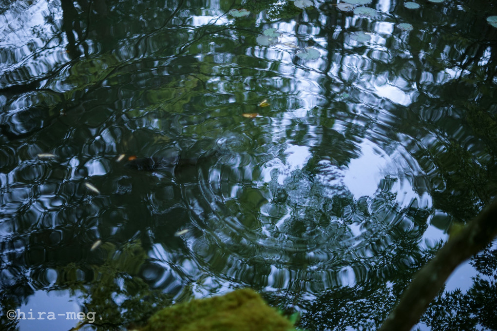 緑揺らぐ…      南禅寺　天授庵