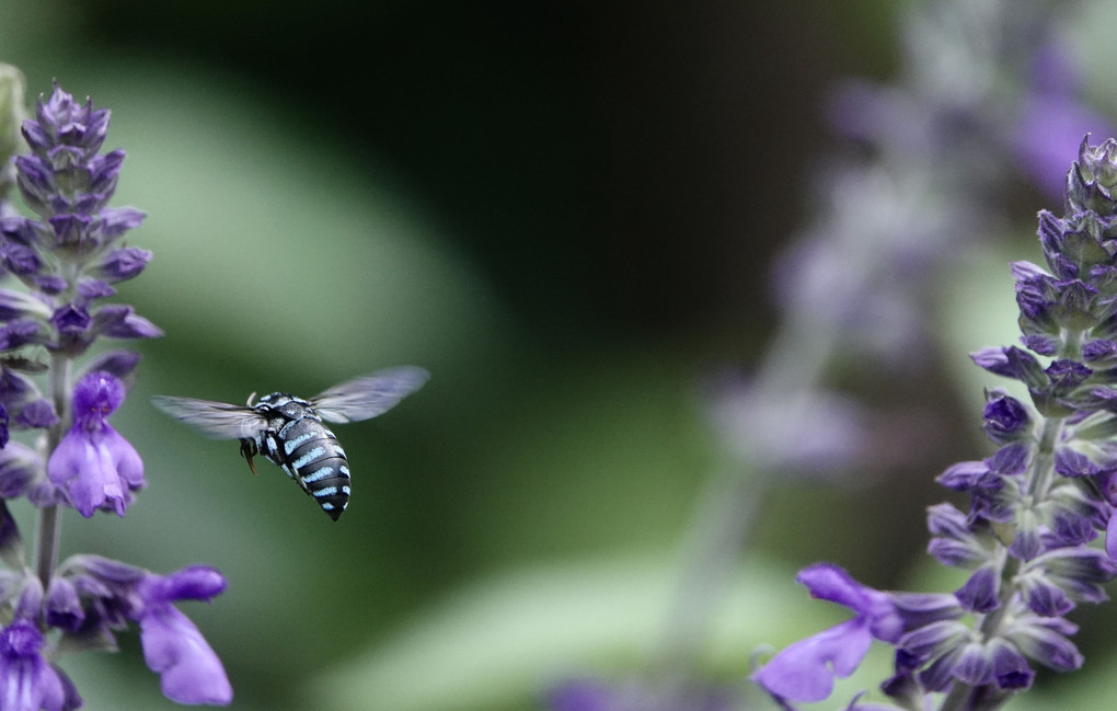 Blue Bee  夏の思い出