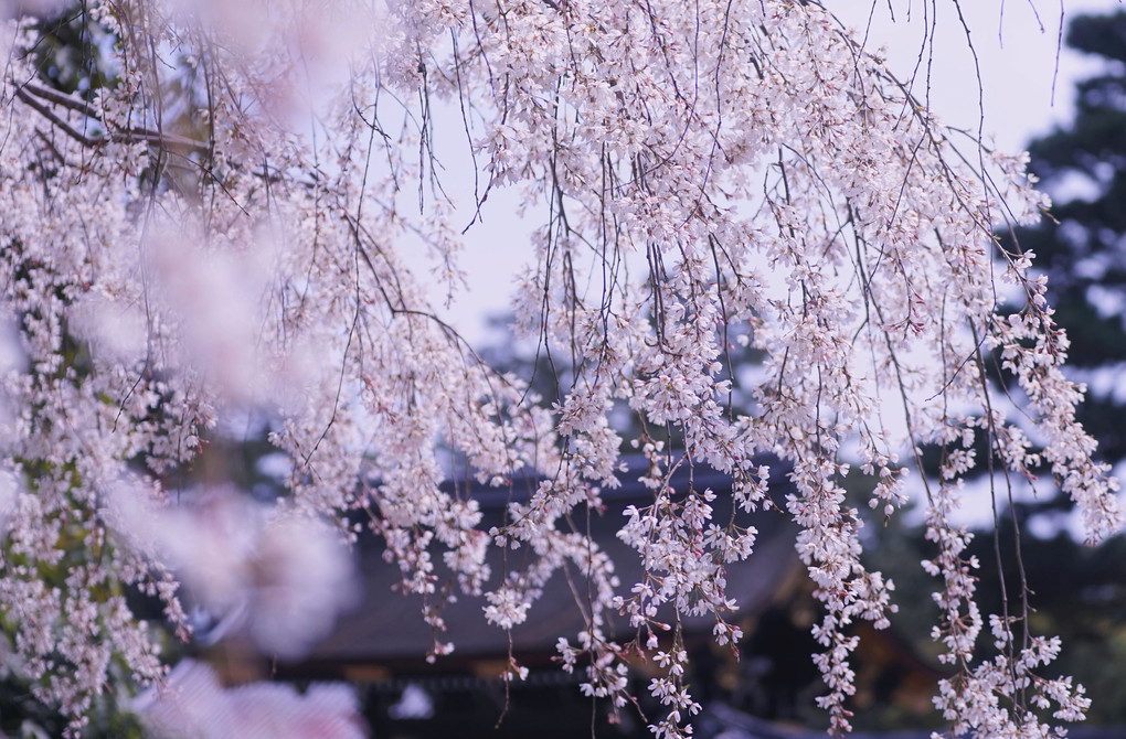 さくら..さくら..　京都御苑　近衛の桜