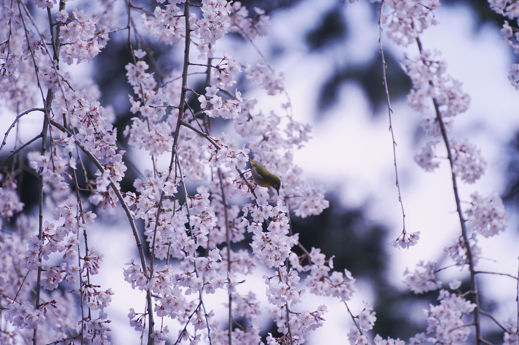 さくら..さくら..　京都御苑　近衛の桜