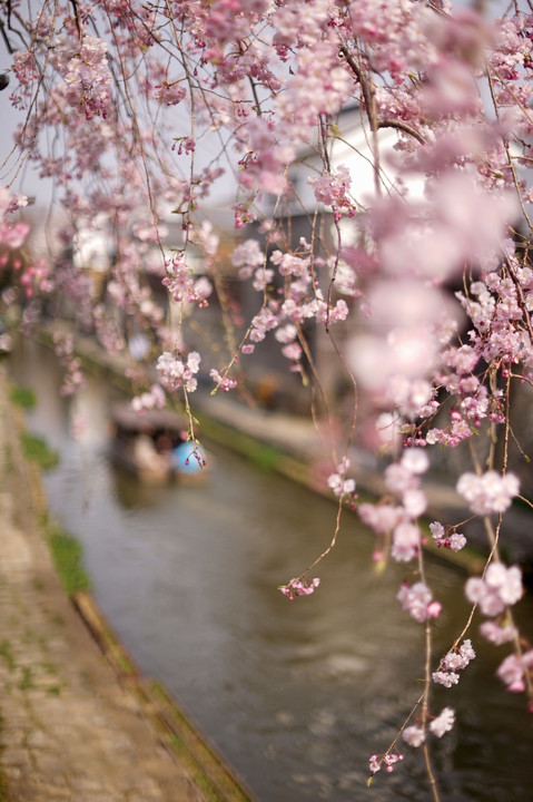 ＊桜と舟＊  