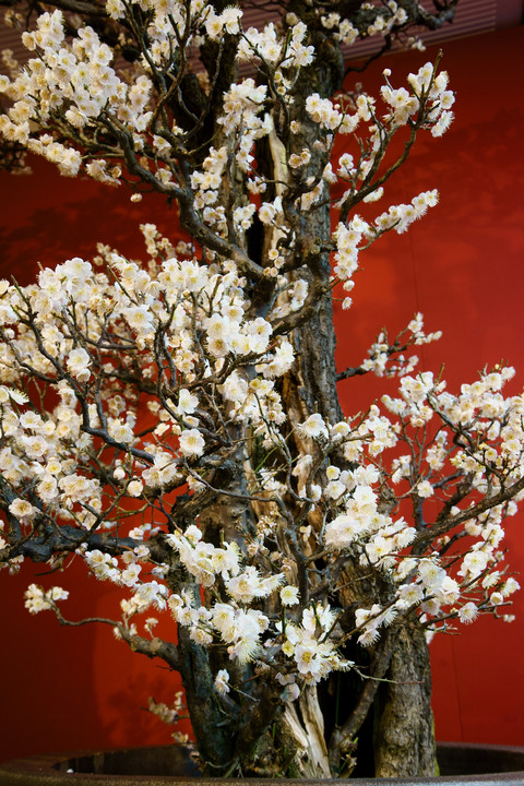 樹齢200年の盆梅