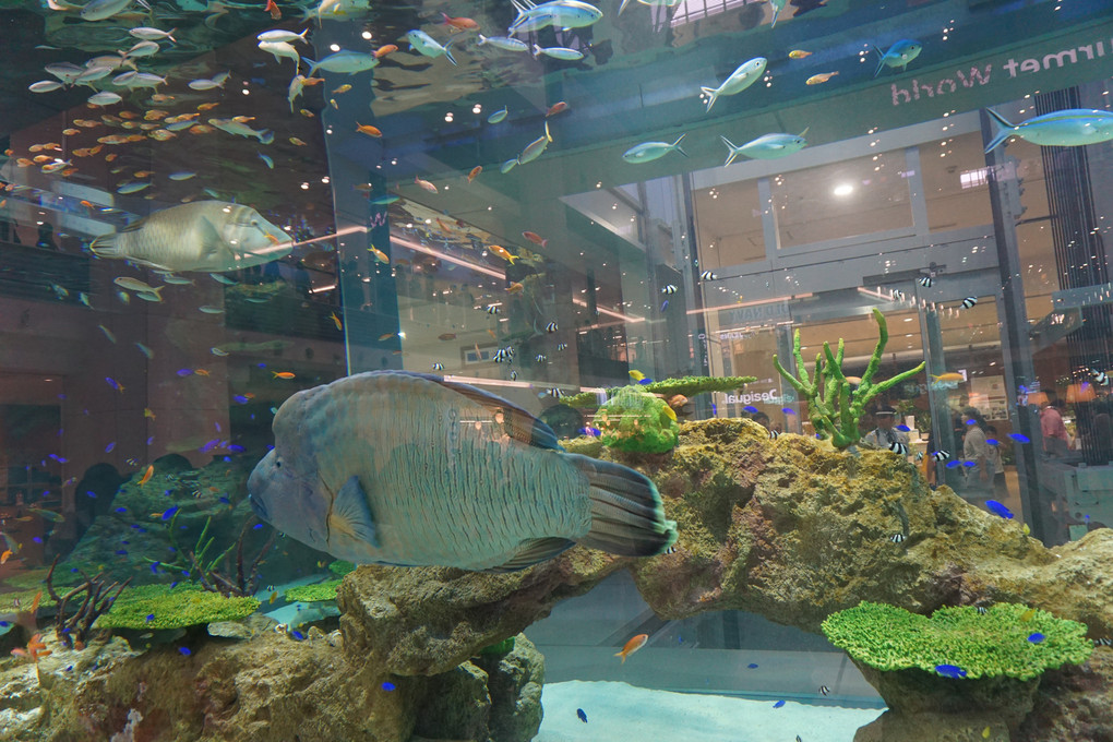 イオンモール内のミニ水族館