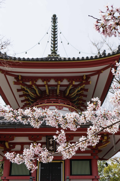 知恩院の桜