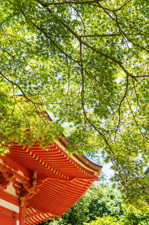 東福寺の新緑