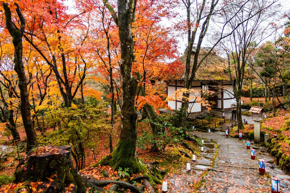 雨の常寂光寺