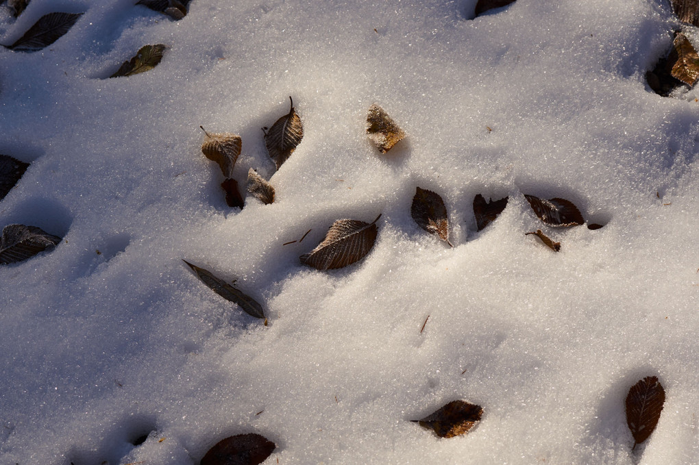 雪・落ち葉・霜