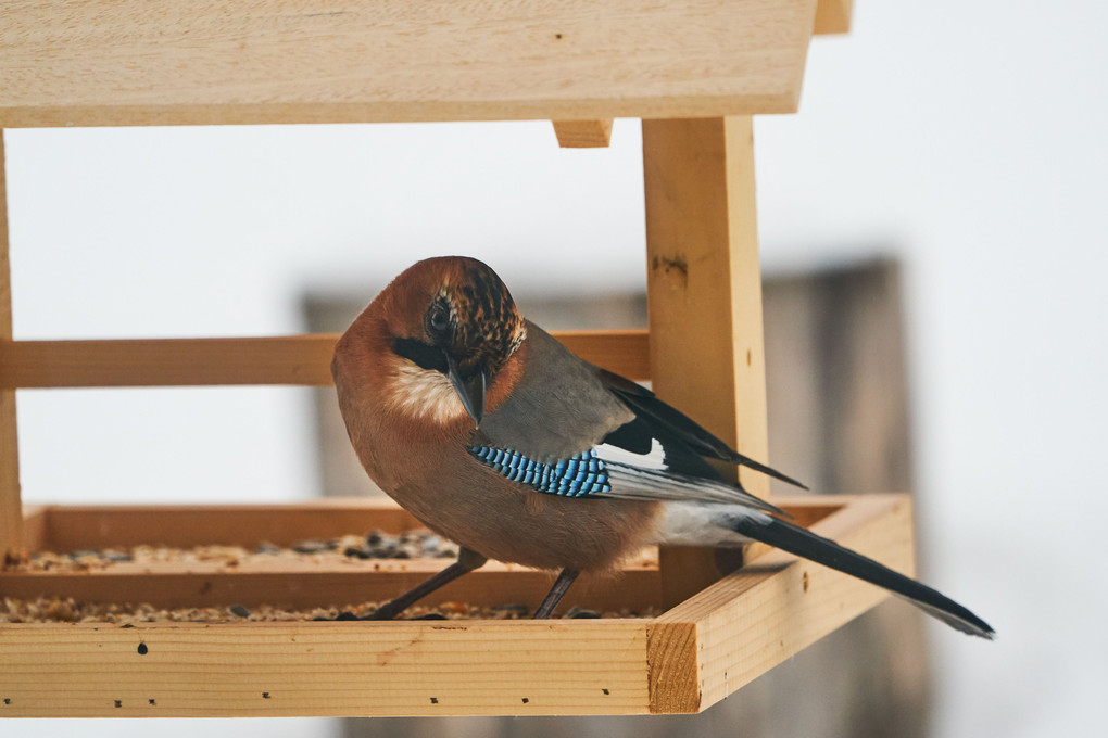 庭に来る野鳥たち