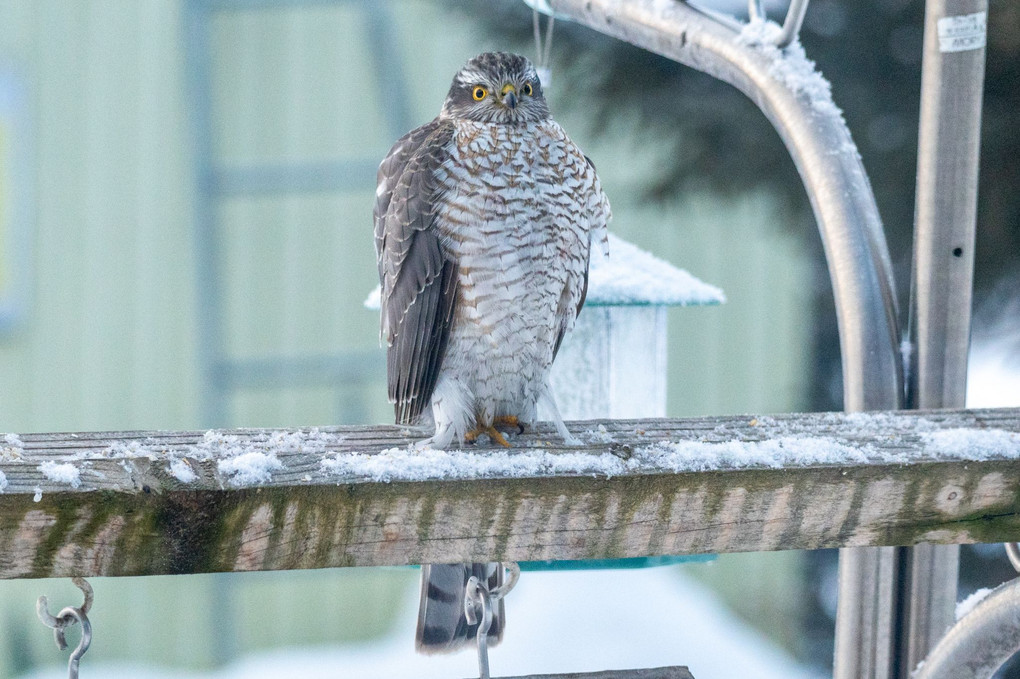 久しぶりに庭に来る野鳥たち♬