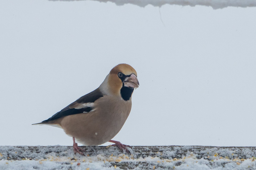 庭に来る野鳥たちⅡ