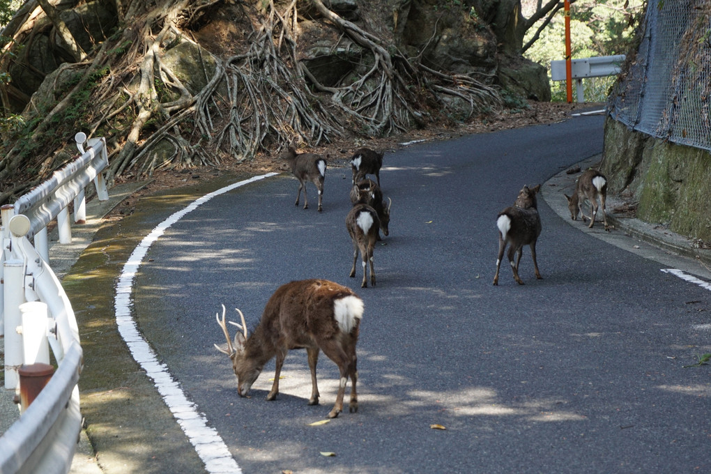 ヤクシカのかわいいお尻