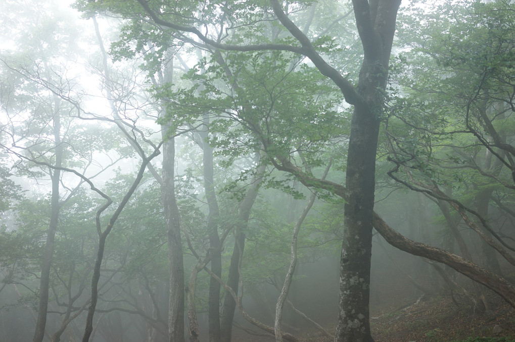 霧の森林