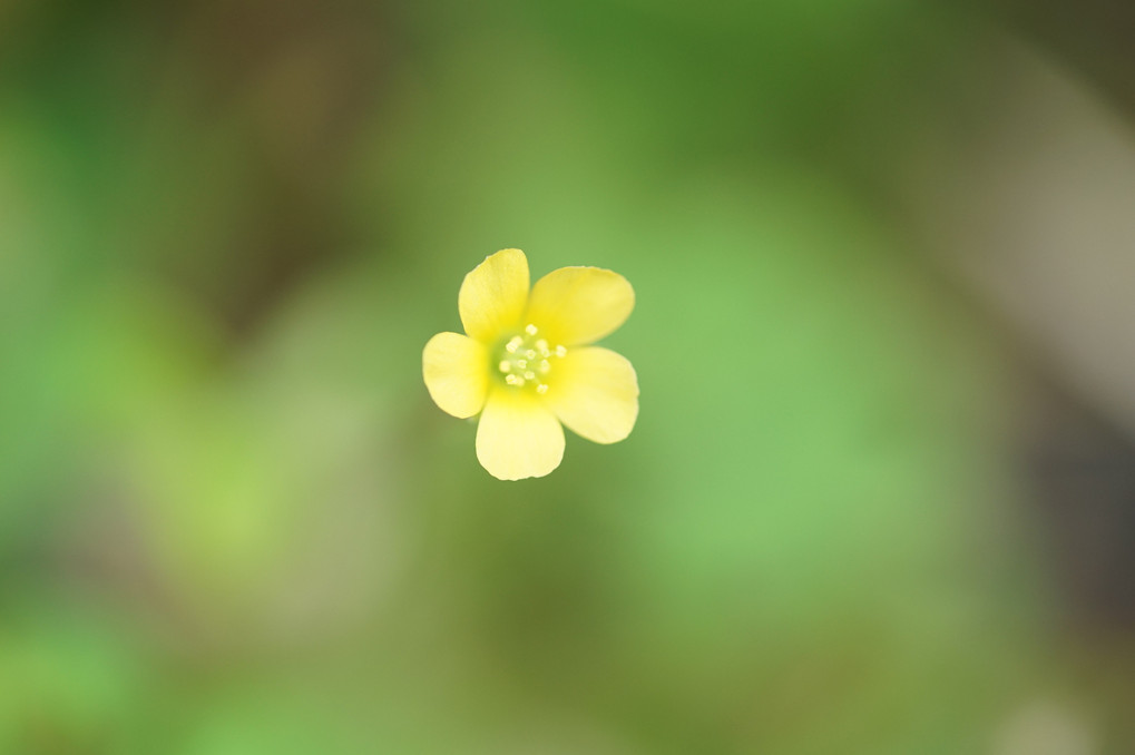 伊吹山の花