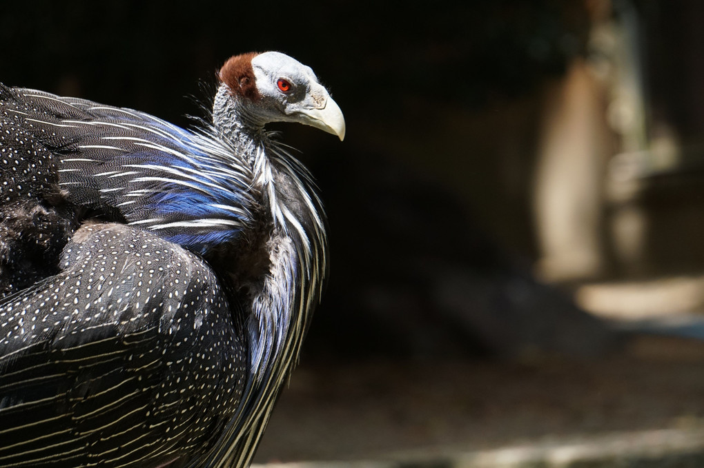 蜂須賀先生の東山動植物園で動物園