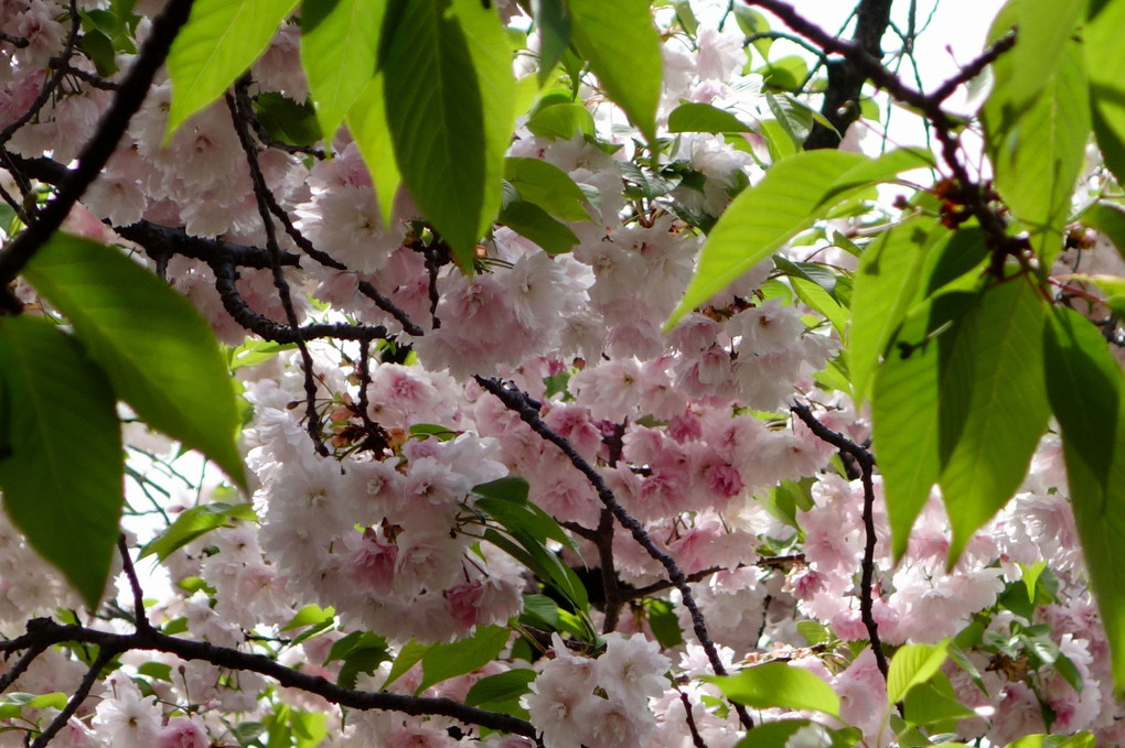 造幣局の通り抜け〜八重桜