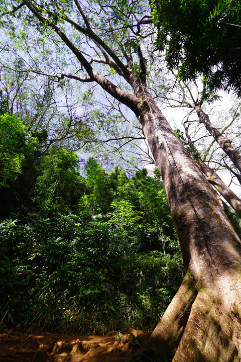 Manoa Falls Trail