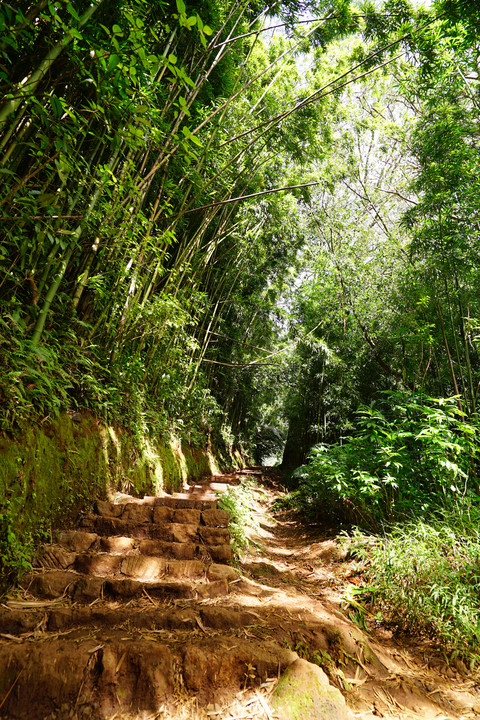 Manoa Falls Trail