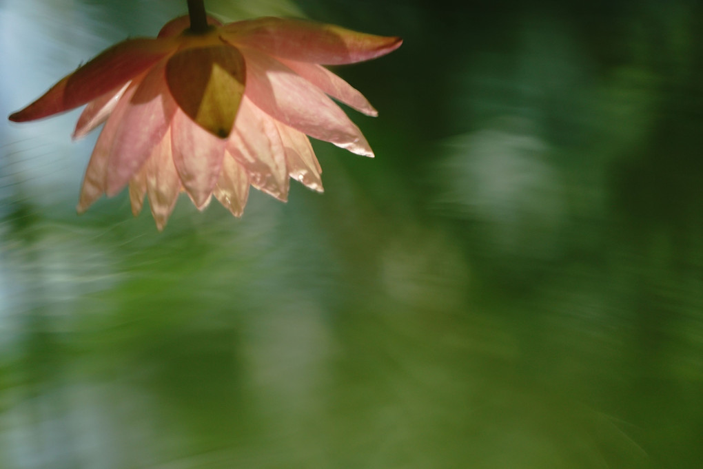 Reflection of Water Lily