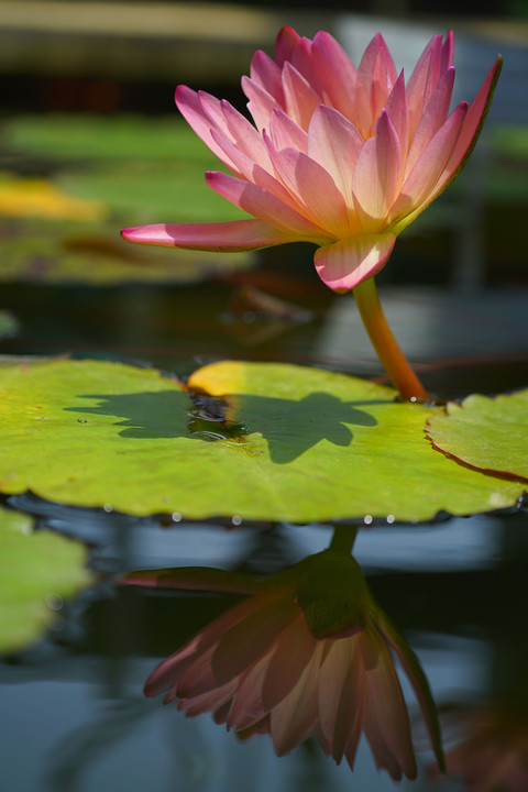 Reflection of Water Lily