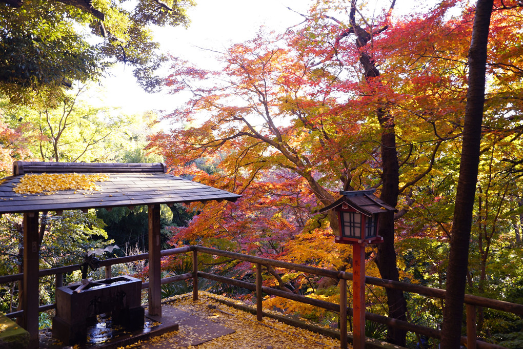 地元の紅葉