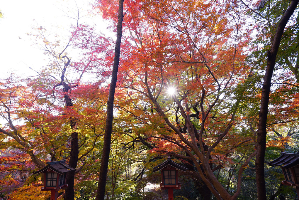 地元の紅葉