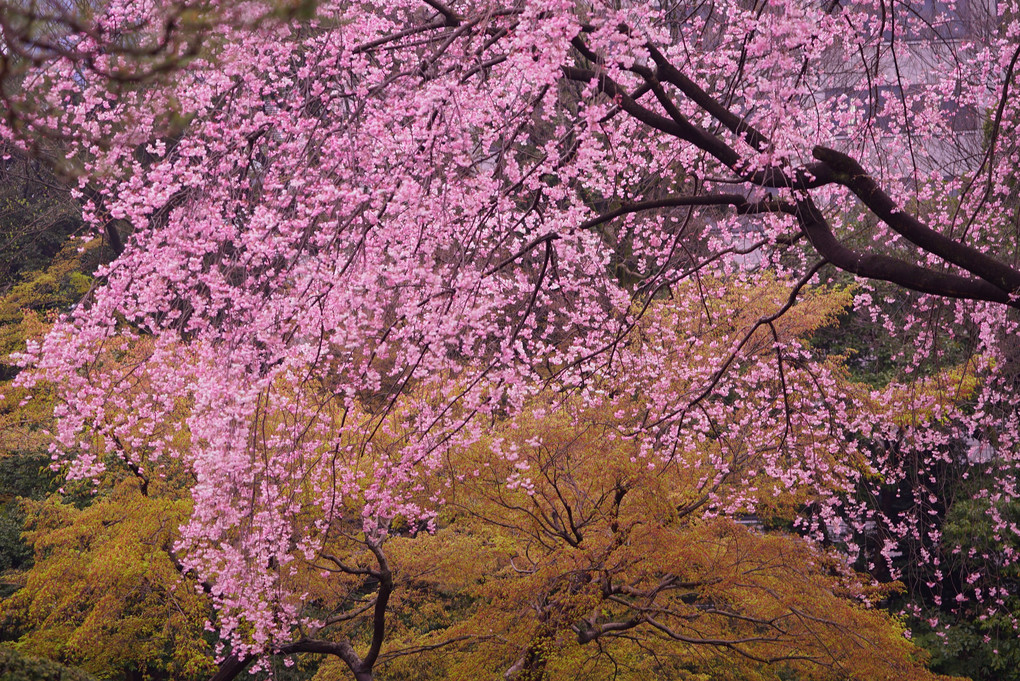 「春色探し＠小石川の公園編」に参加しました。