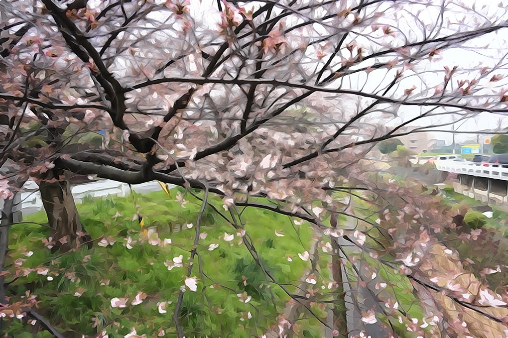 近所の桜が咲きました