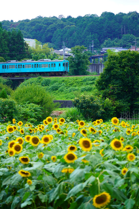 Midsummer Train