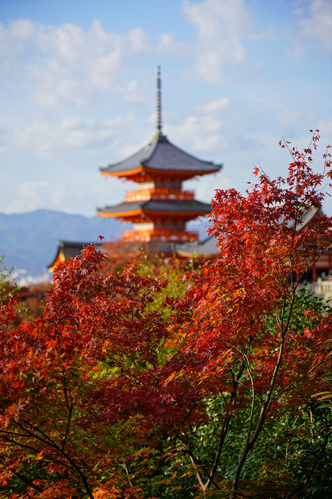 *秋の音羽山 〜清水寺〜*