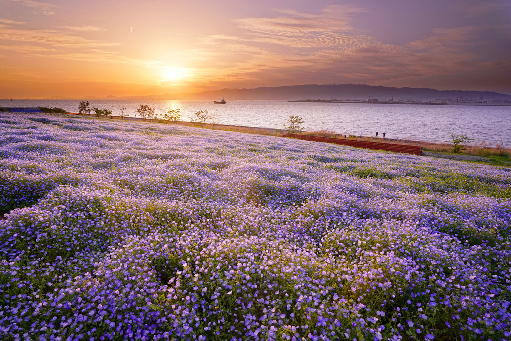 *Nemophila  Evening sky*