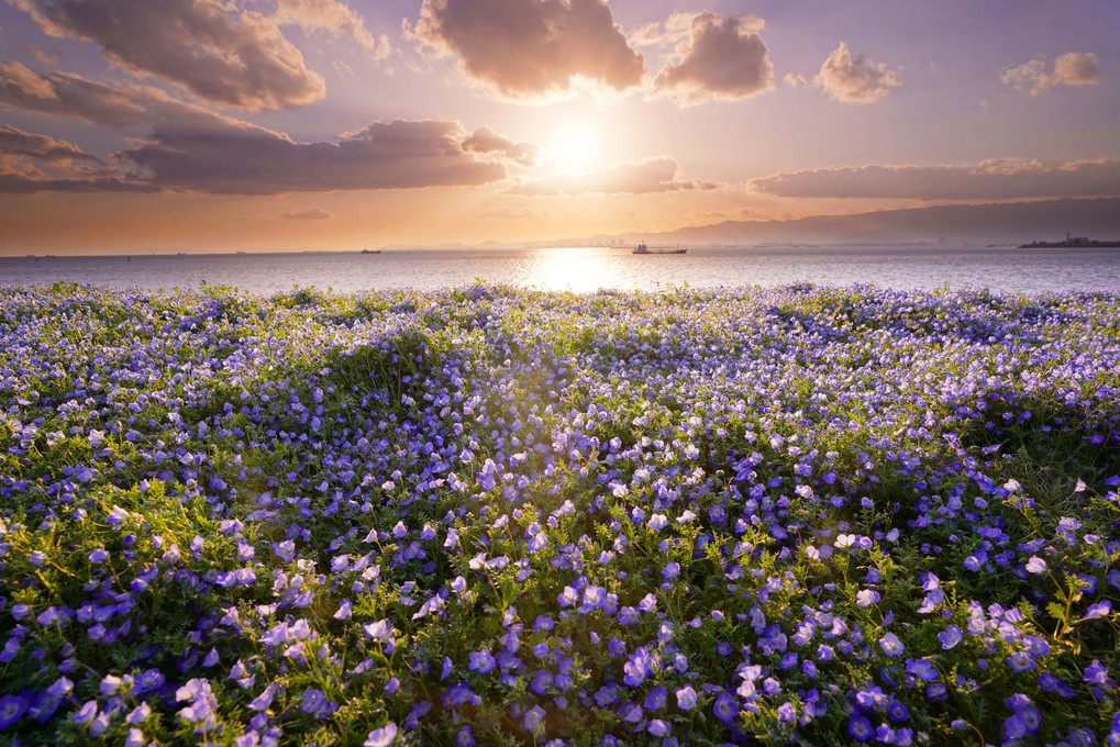 *Nemophila  Evening sky*