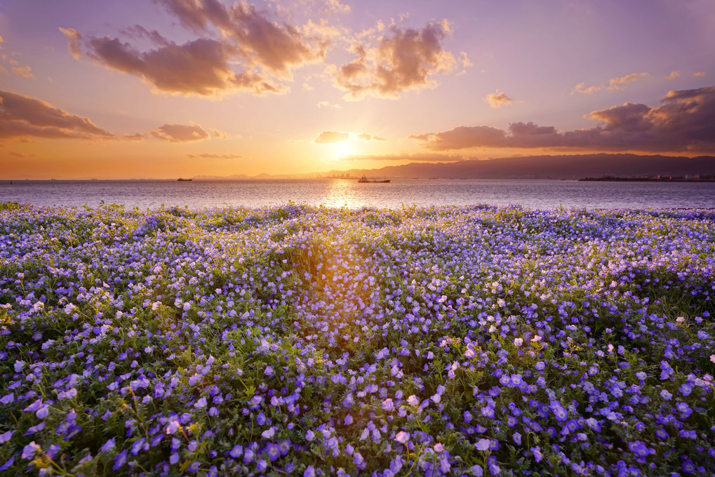 *Nemophila  Evening sky*