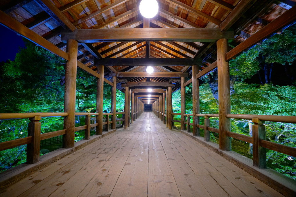 宵闇に輝く青もみじ　〜東福寺ライトアップ〜