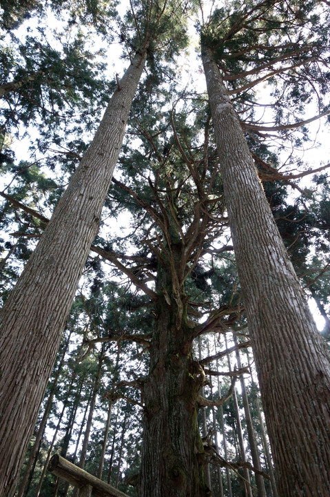 高見杉　樹齢700年