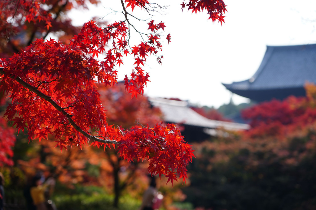 秋の京都5