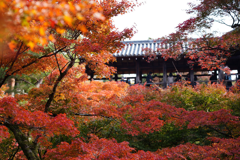 秋の京都6
