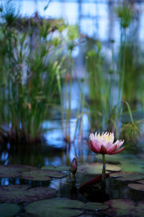 花咲く水辺