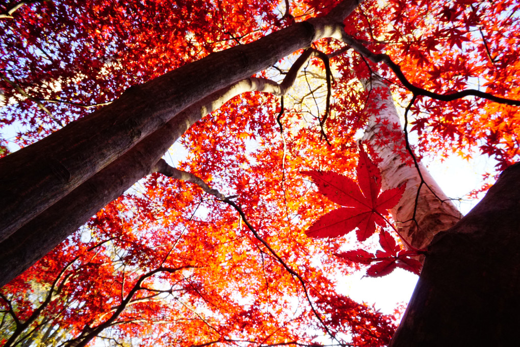 α体験会 ～豊平公園の紅葉を印象的に撮る～