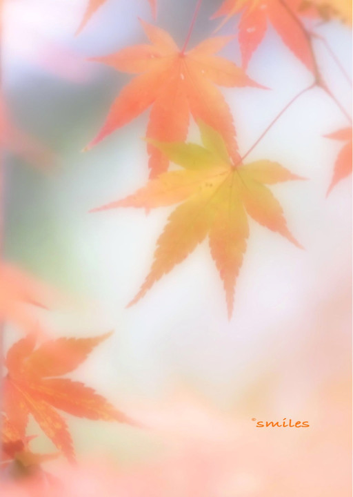 嵐山〜高雄の紅葉