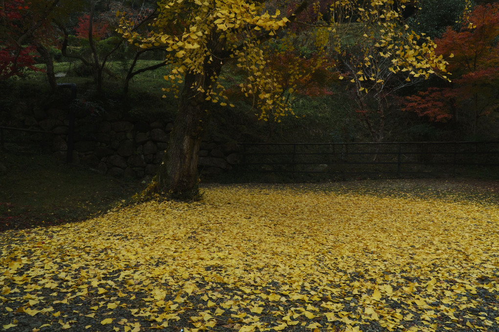 黄金色の絨毯