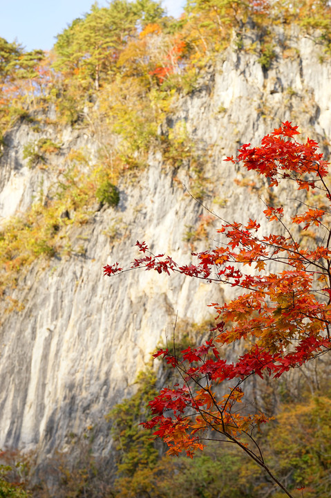 猊鼻渓の紅葉 真赤なモミジと白い絶壁