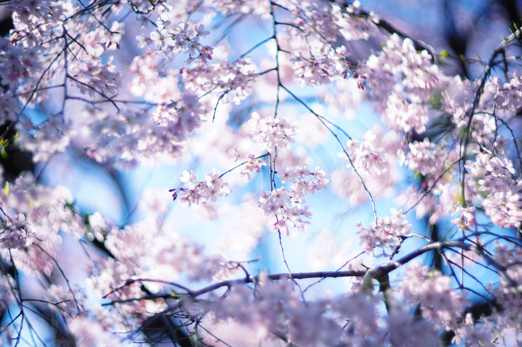 六義園 しだれ桜の万華鏡