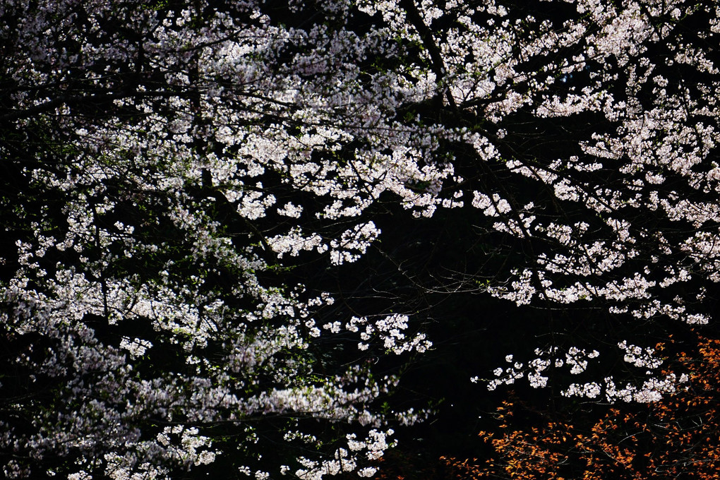 仁淀川町の桜